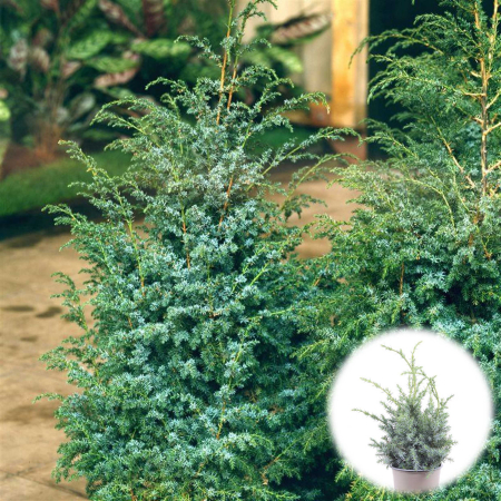 Plante Decorative - IENUPAR Blue Alps 20-40cm (2L)