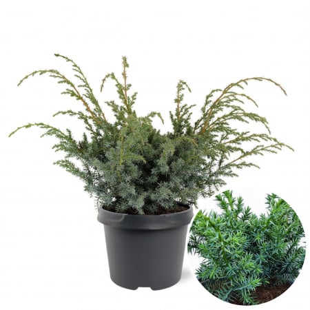 Ienupar - Ienupar Blue Alps - 45cm