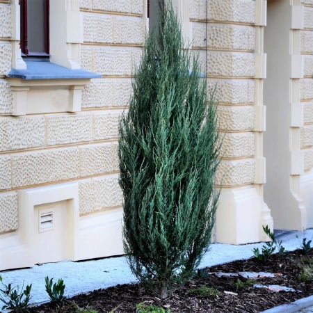 Plante Decorative - Ienupar Blue Arrow - 2L