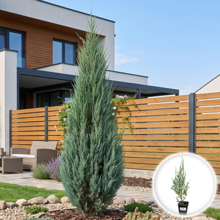 Ienupar - juniperus-scopulorum-blue-arrow-ienupar-columnar-pepiniera-sibiu