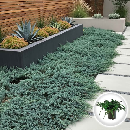 Plante Decorative - Ienupar Blue Carpet 20cm (2L)