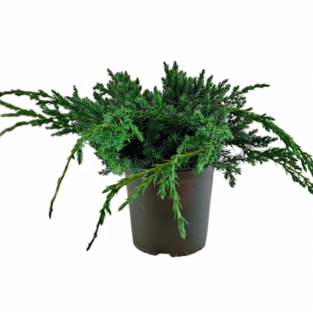 Ienupar Blue Carpet 20cm (2L) [1]