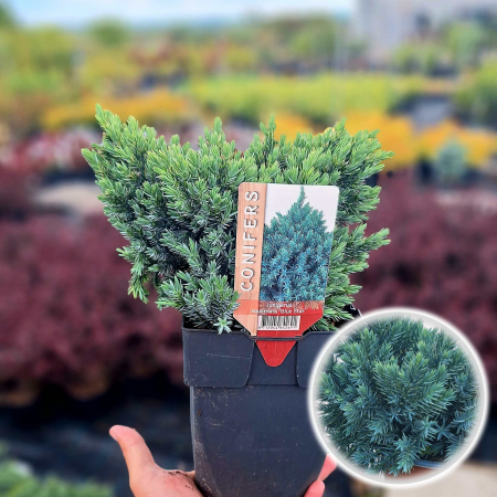 Plante Decorative - IENUPAR Blue Star 30cm+