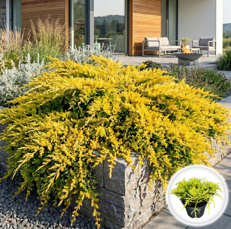 Plante Decorative - juniperus-chinensis-gold-ienupar-chinezesc-auriu-pepiniera-sibiu