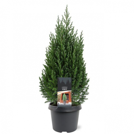 Ienupar Chinezesc Stricta 70cm+ [1]