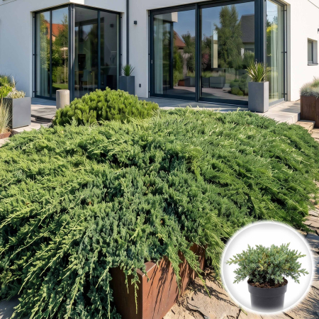 Ienupar - juniperus-communis-green-carpet-ienupar-tarator-pepiniera-sibiu