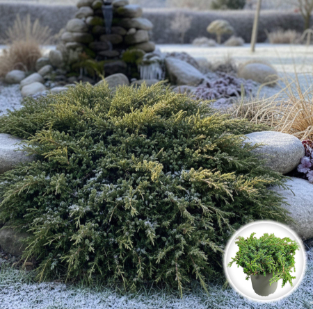 Ienupar - Ienupar Communis Green Carpet - XL