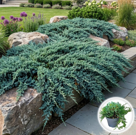 Ienupar - juniperus-horizontalis-wiltonii-ienupar-tarator-albastru-pepiniera-sibiu