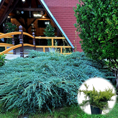 Plante Decorative - Ienupar Pf. Glauca 40cm
