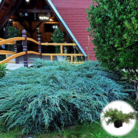 IENUPAR Pf. Glauca 30cm+ (3L) [1]