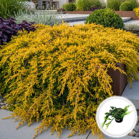 Ienupar - juniperus-horizontalis-golden-carpet-ienupar-tarator-auriu-pepiniera-sibiu