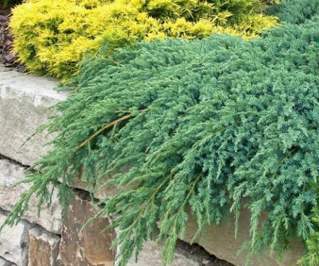 Ienupar Blue Carpet 20cm (2L) [3]