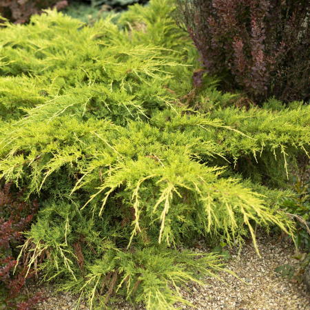 Plante Decorative - Ienupar Pfitzeriana Aurea - 2L
