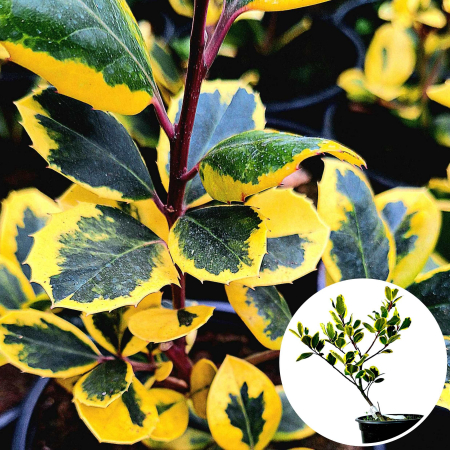 Ilex Alt. Golden - 30cm [1]