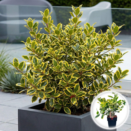 Ilex - ilex-altaclerensis-golden-king-arbust-auriu-35cm-pepiniera-sibiu