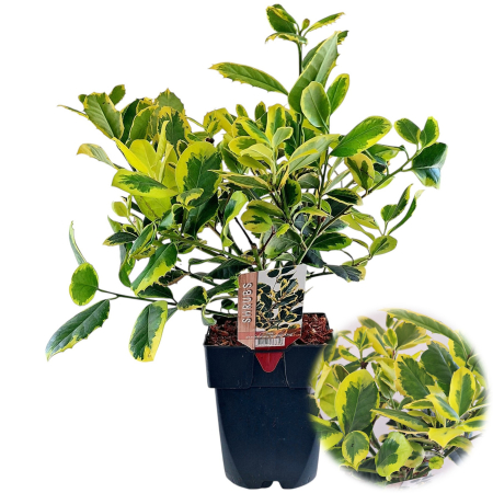 Ilex Alt. Golden King - 50cm - (5L) [1]