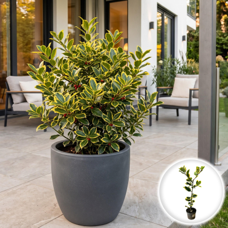 Ilex - ilex-altaclerensis-golden-king-arbust-auriu-35cm-pepiniera-sibiu