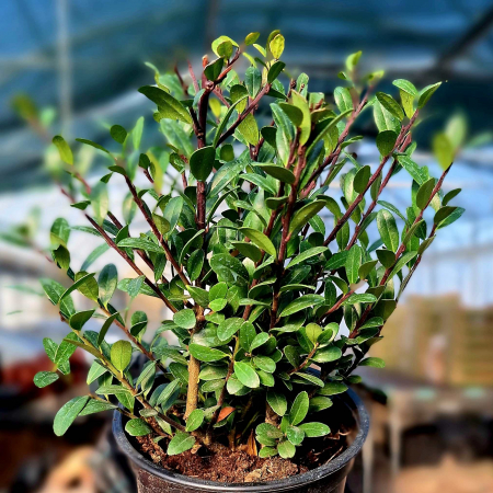 Ilex Crenata Verde - 2L [1]