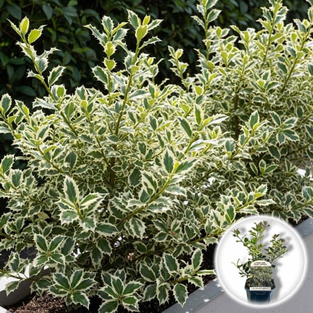 Ilex - Ilex Aq. Argentea Marginata - 40cm+