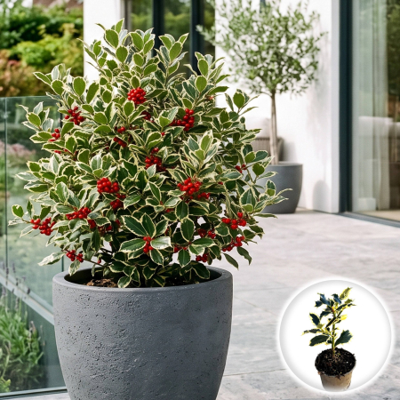 Ilex - ilex-aquifolium-argentea-marginata-arbust-persistent-pepiniera-sibiu