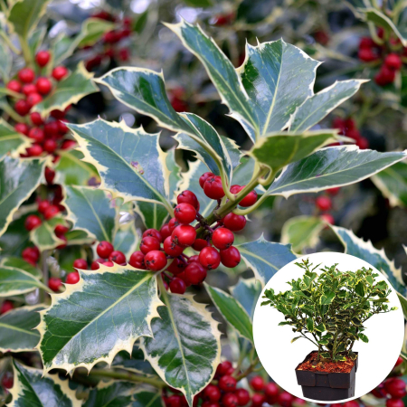 Ilex Aq. Argentea Marginata - 40cm+ [1]