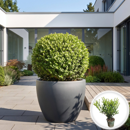 Ilex - ilex-crenata-jenny-inlocuitor-buxus-pepiniera-sibiu