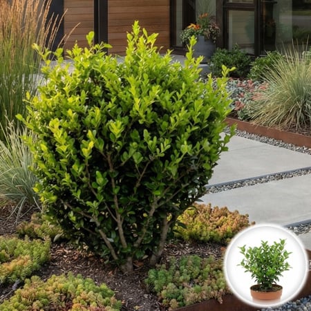 Plante Decorative - ilex-crenata-inradacinat-laur-japonez-pepiniera-sibiu