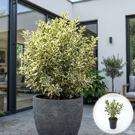 Ilex - osmanthus-heterophyllus-variegatus-arbust-peren-pepiniera-sibiu