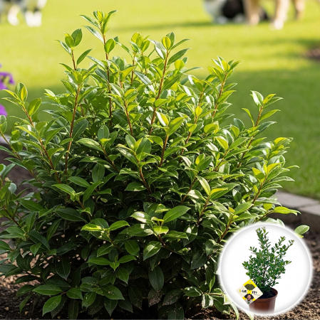 Plante Decorative - Ilex Crenata Verde - 2L
