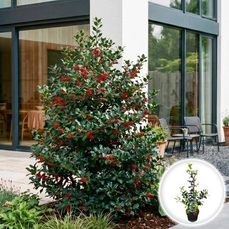 Ilex - Ilex meserveae Blue Maid ilice albastra tufa 30cm ghiveci Pepiniera Sibiu