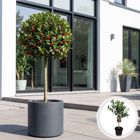 Ilex - Ilex Pomisor JC van Tol Ilex Aquifolium arbust peren