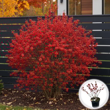 Ilex - Ilex verticillata XL - Rosu - 50cm