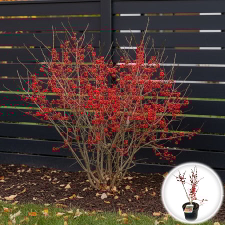 Plante Decorative - Ilex verticillata Mini - Rosu - 50cm