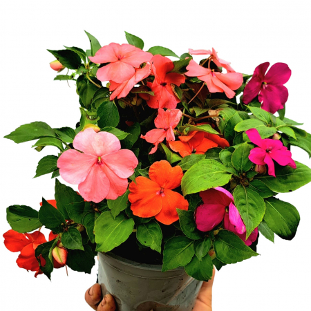 Flori Gradina si Balcon - Impatiens - Mix (2L)