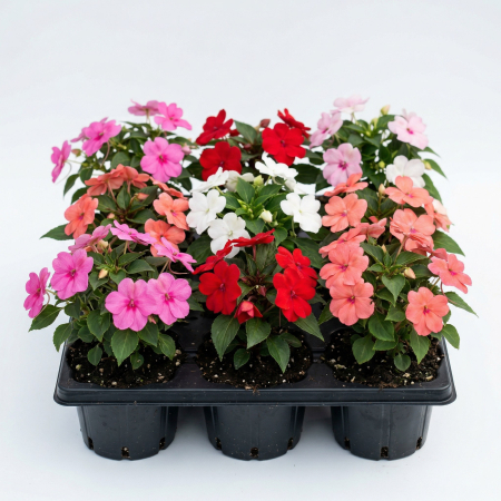 Flori Gradina si Balcon - Impatiens walleriana Sporul Casei mix culori flori umbra ghiveci 9cm Pepiniera Sibiu