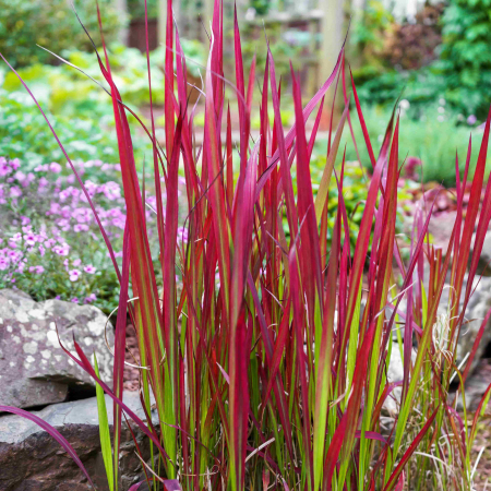 Imperata c. Red Baron 40cm [1]