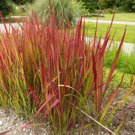 Iarba Decorativa - Imperata c. Red Baron 40cm