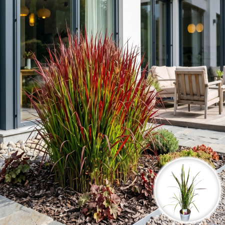 Iarba Decorativa - imperata-cylindrica-red-baron-iarba-ornamentala-rosie-pepiniera-sibiu