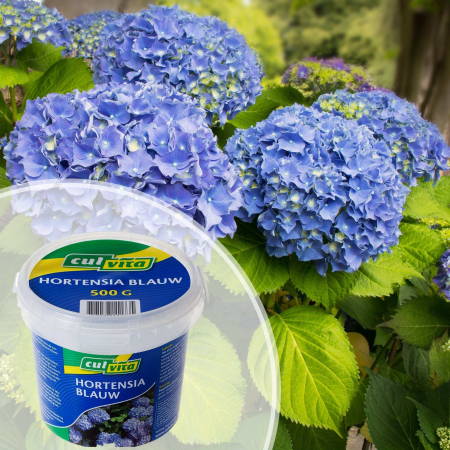 Hortensia - Substanta - Hortensia Albastra (500g)
