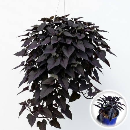 Ipomoea batatas Black cartof ornamental ghiveci Pepiniera Sibiu [1]