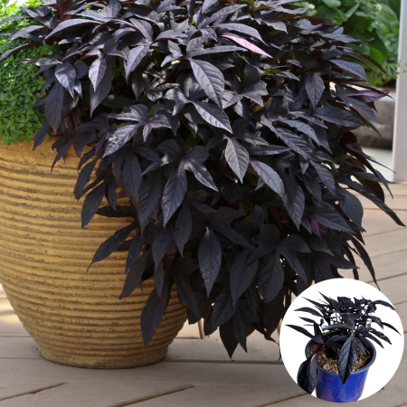 Flori Gradina si Balcon - Ipomoea - Neagra (P13)