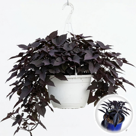 Flori Gradina si Balcon - Ipomoea batatas Black cartof ornamental ghiveci Pepiniera Sibiu