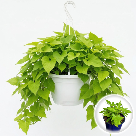 Flori Gradina si Balcon - Ipomoea batatas Green cartof ornamental lime ghiveci Pepiniera Sibiu
