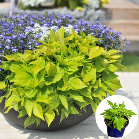 Flori Gradina si Balcon - Ipomoea - Verde (P13)