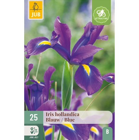 Bulbi de Irisi - Stanjenel - Pachet 25 Bulbi Irisi Hollandica Albastru Jub Holland Pepiniera Sibiu