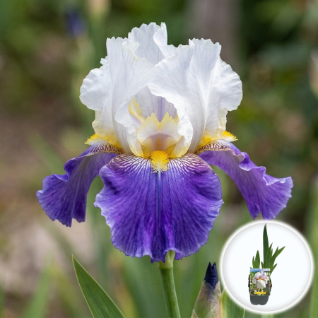 Bulbi de Irisi - Stanjenel - iris-germanica-doll-ribbons-pitic-pepiniera-sibiu