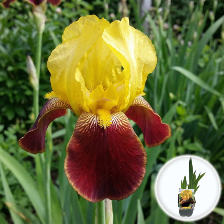 Bulbi de Irisi - Stanjenel - iris-germanica-flammenschwert-stanjenele-bicolor-pepiniera-sibiu