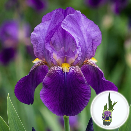 Bulbi de Irisi - Stanjenel - iris-germanica-joanna-stanjenel-violet-pepiniera-sibiu