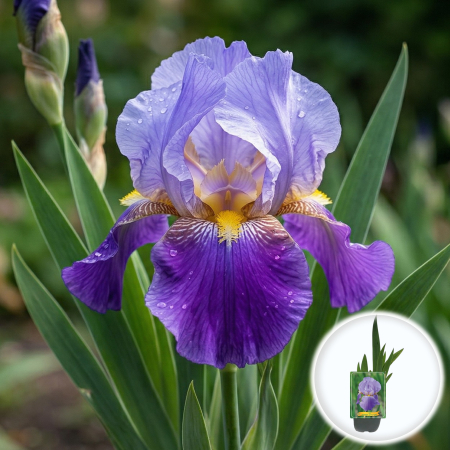 Bulbi de Irisi - Stanjenel - iris-germanica-lovely-again-stânjenel-albastru-reînfloritor-pepiniera-sibiu