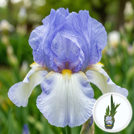 Bulbi de Irisi - Stanjenel - iris-germanica-springtime-madonna-flori-albe-galben-pepiniera-sibiu